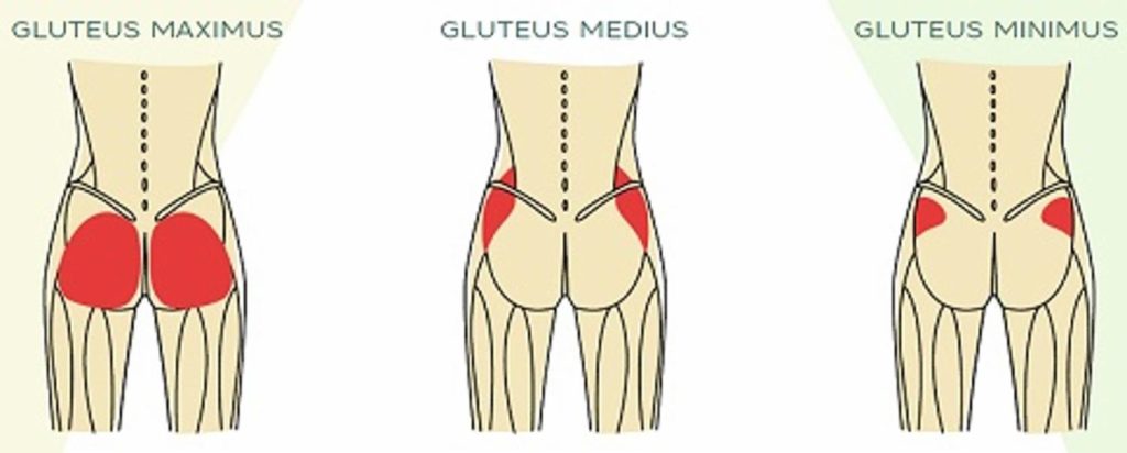 http://www.a-familychiropractic.com/blog/wp-content/uploads/2020/03/glute-muscles-illustration2-large-1024x412.jpg